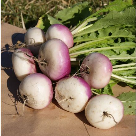 Tarlórépa 'Purple Top Milan' (Brassica rapa var. rapa) vetőmag