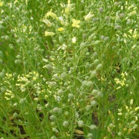 Magvas gomborka (Camelina sativa) vetőmag