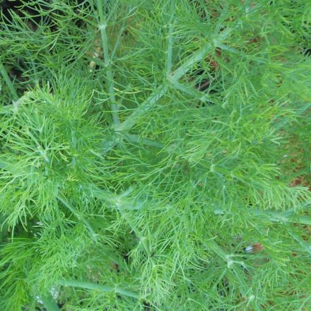 Édeskömény (Foeniculum vulgare) vetőmag