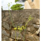 Édeskömény (Foeniculum vulgare) vetőmag
