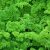 Metélőpertezselyem Mohafodrozatú (Petroselinum crispum) vetőmag