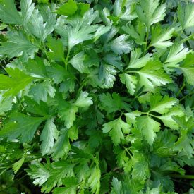   Metélőpertezselyem Símalevelű (Petroselinum crispum) vetőmag