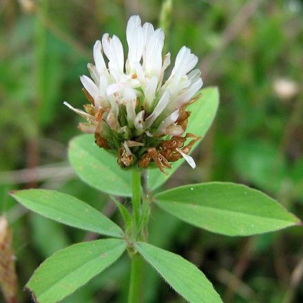 Alexandriai here (Trifolium alexandrinum) vetőmag