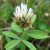 Alexandriai here (Trifolium alexandrinum) vetőmag