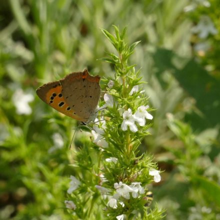 Borsikafű, Csombor ’Saturn’ (Satureja hortensis) vetőmag