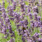Levendula (Lavandula angustifolia) vetőmag