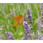 Levendula (Lavandula angustifolia) vetőmag