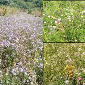   Vadvirágos rét keverék, késői virágzású, száraz területre vetőmag