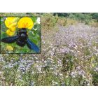 Vadvirágos rét keverék, késői virágzású, száraz területre vetőmag