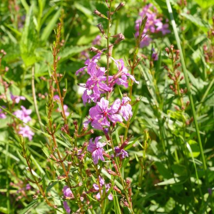 Vesszős füzény (Lythrum virgatum) vetőmag