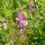 Vesszős füzény (Lythrum virgatum) vetőmag