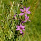 Vesszős füzény (Lythrum virgatum) vetőmag