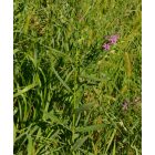 Vesszős füzény (Lythrum virgatum) vetőmag
