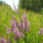 Vesszős füzény (Lythrum virgatum) vetőmag