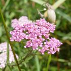 Sziki cickafark (Achillea aspleniifolia) vetőmag
