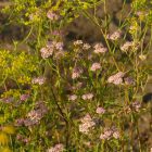 Sziki cickafark (Achillea aspleniifolia) vetőmag