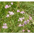 Sziki cickafark (Achillea aspleniifolia) vetőmag