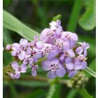 Sziki cickafark (Achillea aspleniifolia) vetőmag