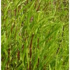 Sziki cickafark (Achillea aspleniifolia) vetőmag