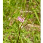 Sziki cickafark (Achillea aspleniifolia) vetőmag
