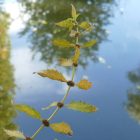 Vízi peszérce (Lycopus europaeus) vetőmag