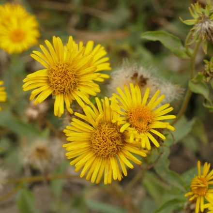 Réti peremizs (Inula britannica) vetőmag