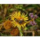 Réti peremizs (Inula britannica) vetőmag