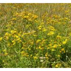 Réti peremizs (Inula britannica) vetőmag