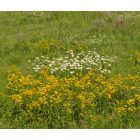 Réti peremizs (Inula britannica) vetőmag