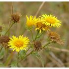 Réti peremizs (Inula britannica) vetőmag