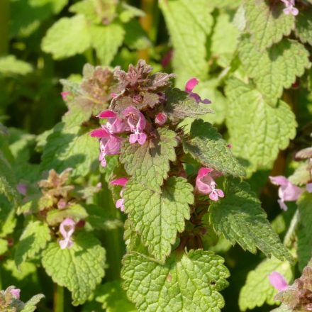 Piros árvacsalán (Lamium purpureum) vetőmag