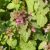 Piros árvacsalán (Lamium purpureum) vetőmag