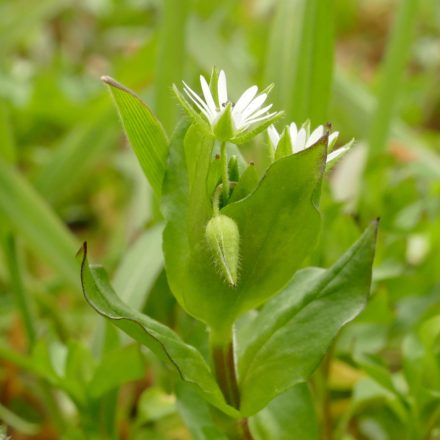 Közönséges tyúkhúr (Stellaria media) vetőmag