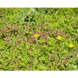   Talajtakaró növények erdőbe vagy erdőkertbe, 10 csomag vetőmag