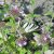 Közönséges borsfű (Clinopodium vulgare) vetőmag