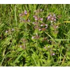 Közönséges borsfű (Clinopodium vulgare) vetőmag
