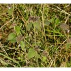Közönséges borsfű (Clinopodium vulgare) vetőmag