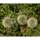Fehér szamárkenyér (Echinops sphaerocephalus) vetőmag