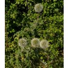 Fehér szamárkenyér (Echinops sphaerocephalus) vetőmag