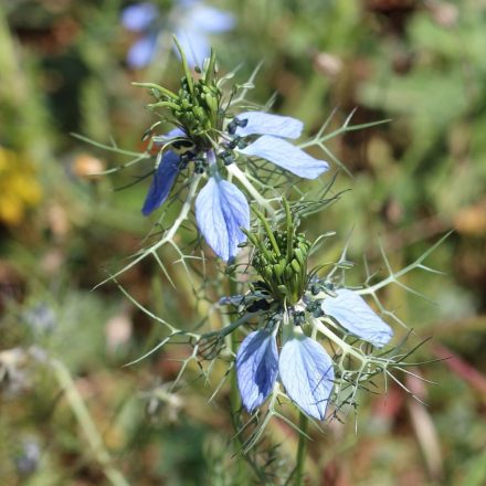 Borzaskata (Nigella damascena) vetőmag