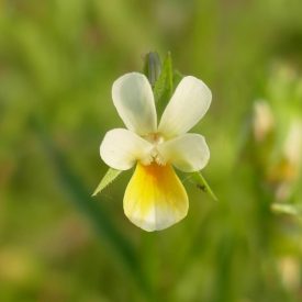Mezei árvácska (Viola arvensis) vetőmag