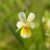 Mezei árvácska (Viola arvensis) vetőmag