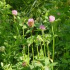 Vörös here, réti here (Trifolium pratense) vetőmag