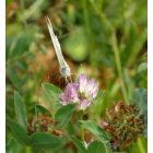 Vörös here, réti here (Trifolium pratense) vetőmag