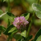 Vörös here, réti here (Trifolium pratense) vetőmag