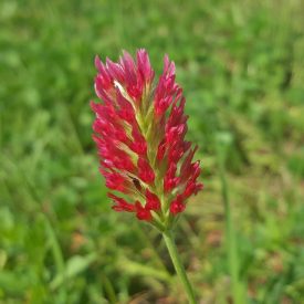 Bíborhere ’Bolsena’ (Trifolium incarnatum) vetőmag