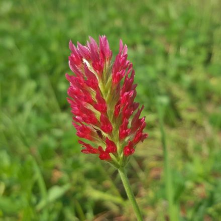 Bíborhere ’Bolsena’ (Trifolium incarnatum) vetőmag