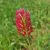 Bíborhere ’Bolsena’ (Trifolium incarnatum) vetőmag