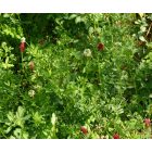 Bíborhere ’Bolsena’ (Trifolium incarnatum) vetőmag
