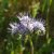 Facélia, mézontófű (Phacelia tanacetifolia) vetőmag